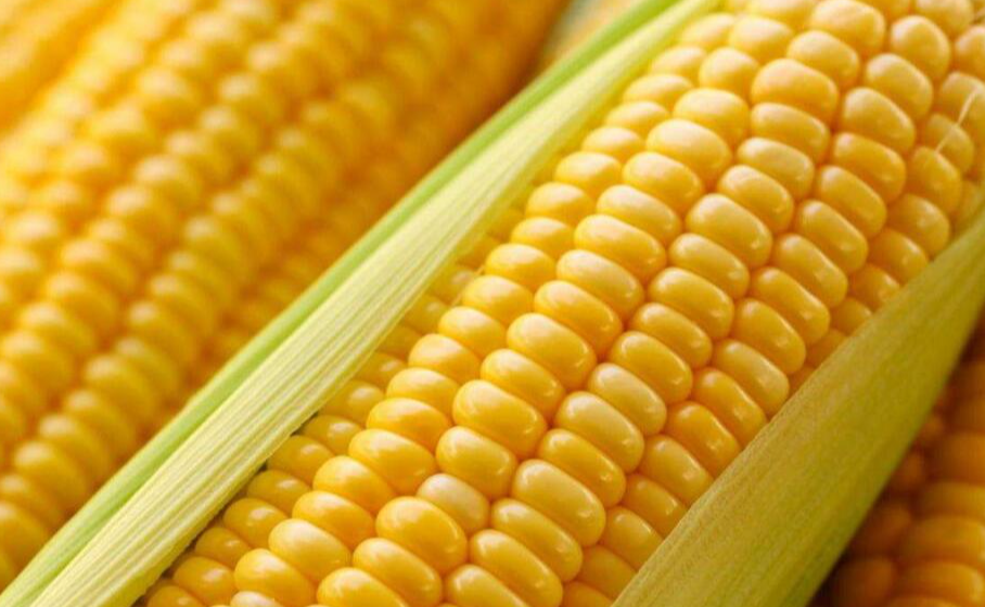 玉米价格未来走势分析